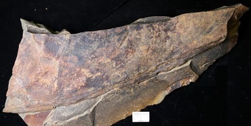 Aegirocassis sp.