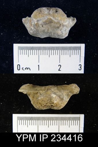 Marginifera splendens