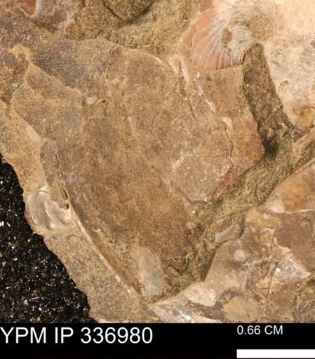 undet. Ammonoidea
