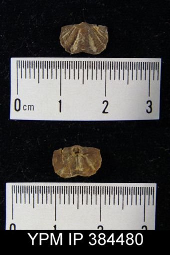 Cyrtina acutirostris