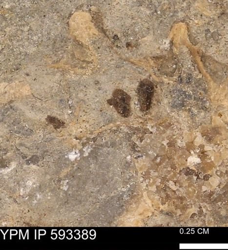 taxon undetermined