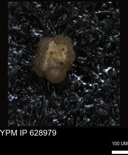 undet. Foraminiferida