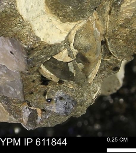 Protocardia sp.