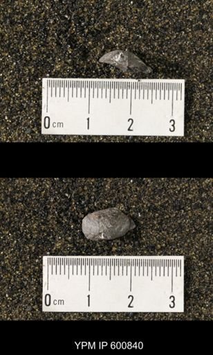 Chonetes scitulus