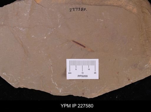 undet. Annelida
