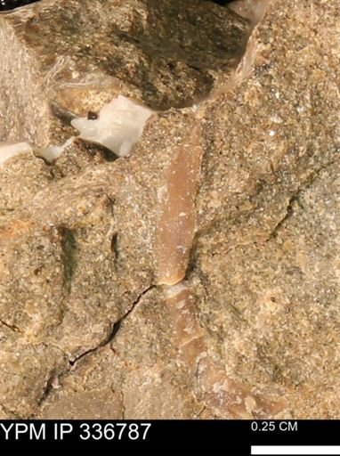 undet. Bivalvia