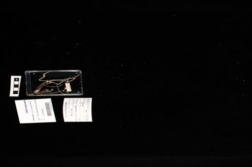 Latastia longicaudata