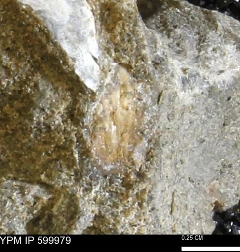undet. Bivalvia