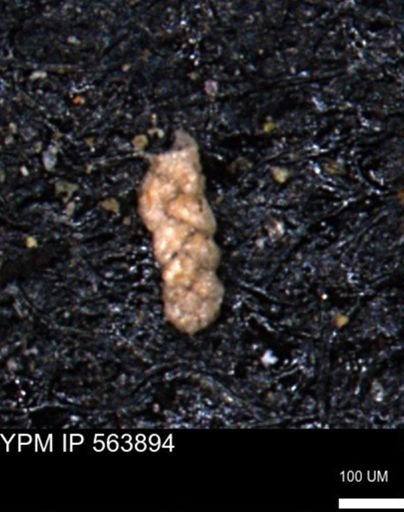 Ammobaculoides phaulus