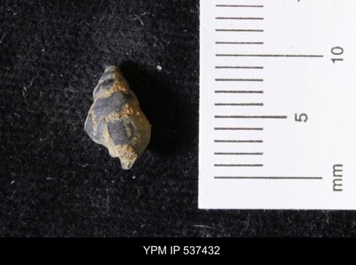 Goniobasis ortmanni