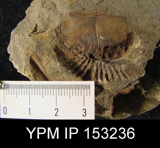undet. Brachiopoda