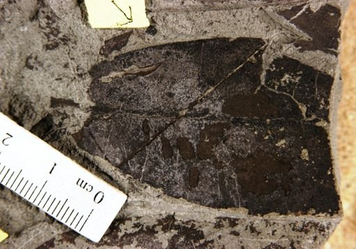 Rhizophora doctrinalis