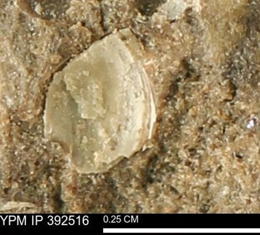 Protocardia subquadrata