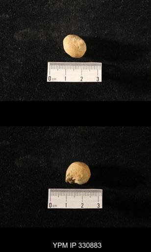 Sphaerodoma brevis