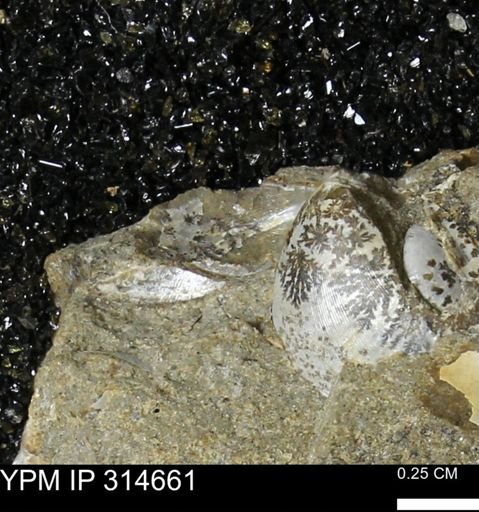 Crenella elegantula