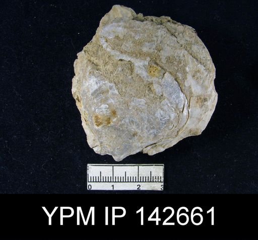 Productus (Striatifera) mytiloides