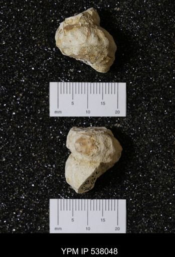 Mariella (Wintonia) bosquensis