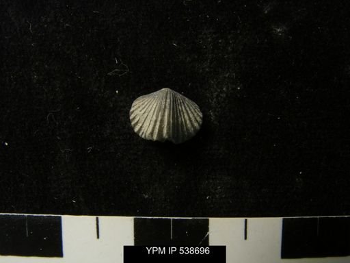 Platystrophia morrowensis