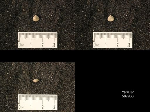 Zygospira modesta