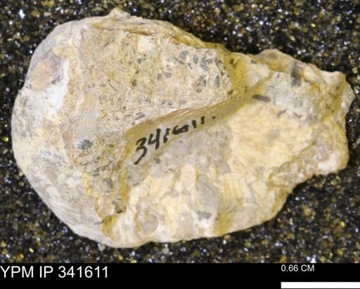 Scaphites sp.