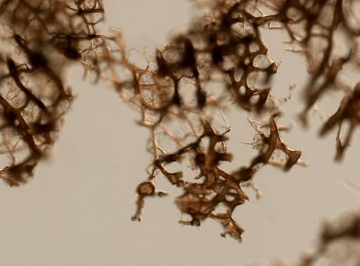 Callyspongia vaginalis