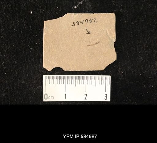 undet. Tipulidae