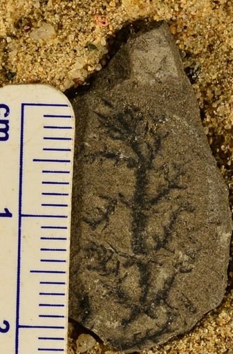 Asterophyllites sp.