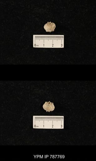 Brachiopoda