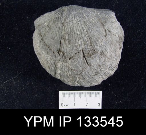 Stropheodonta concava