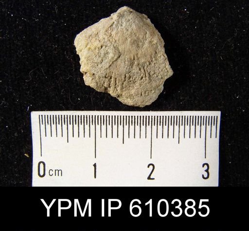 Anoplotheca planoconvexa