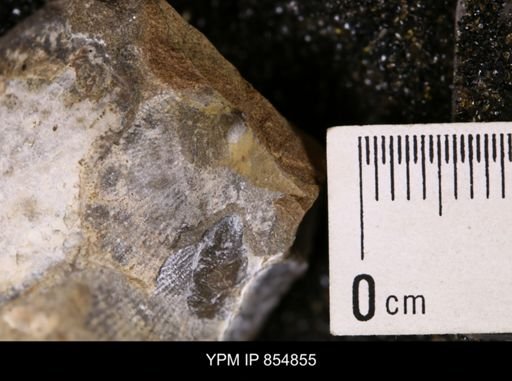Oxytoma (Hypoxytoma) nebrascana