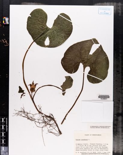 Asarum canadense