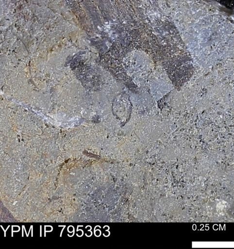 undet. Mollusca