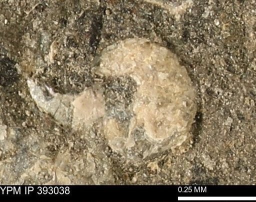 Scaphites sp.