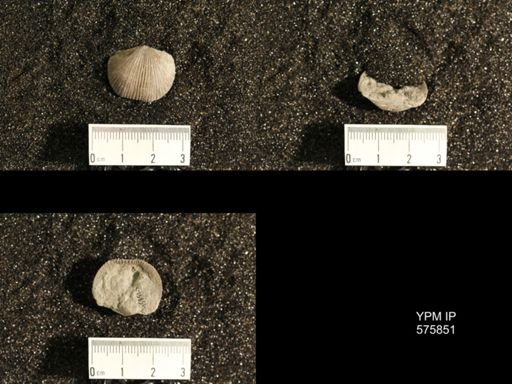 Dinorthis subquadrata