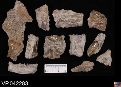 undet. Actinopterygii