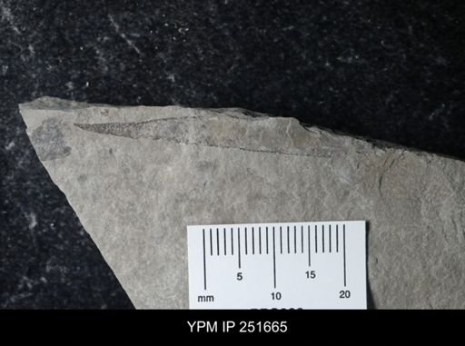 undet. Eurypterida