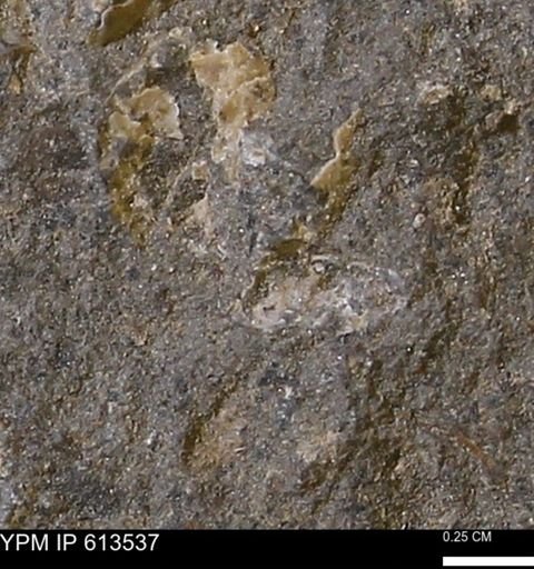 Scaphites sp.