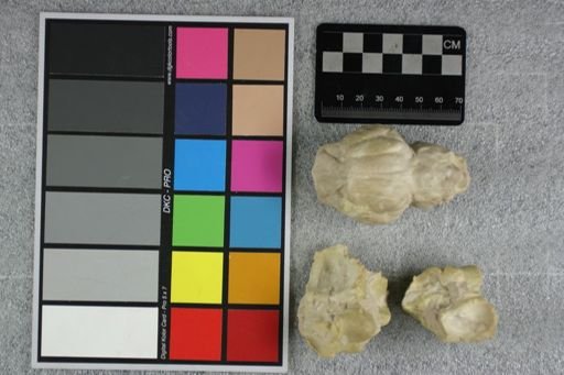 Eporeodon major