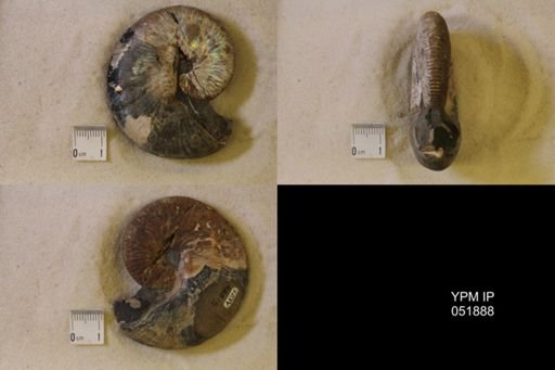 Hoploscaphites nicolletii