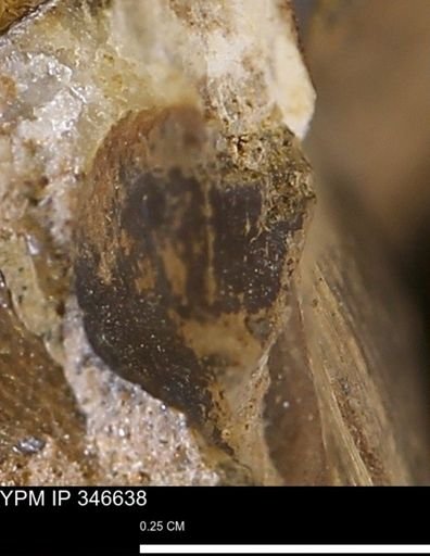 undet. Mollusca