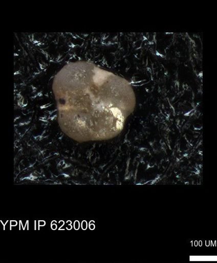 undet. Foraminiferida