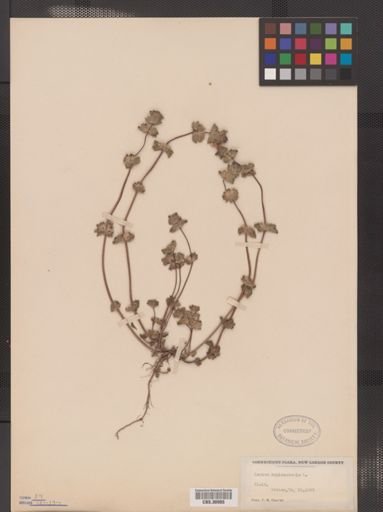 Lamium amplexicaule