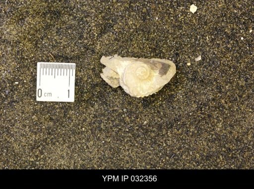 undet. Scaphitidae