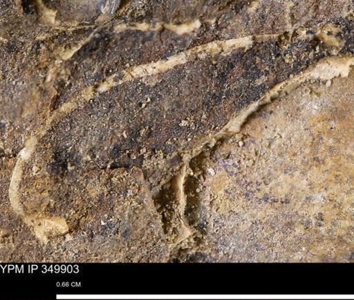 undet. Bivalvia