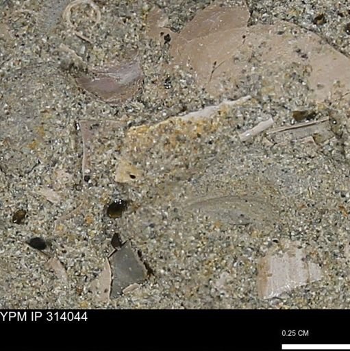 undet. Mollusca