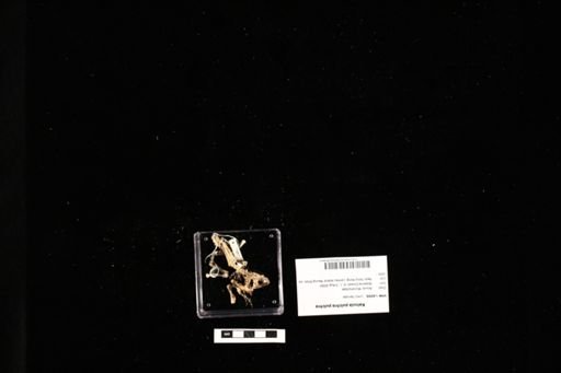 Kaloula pulchra pulchra