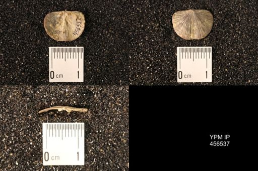 Dalmanella testudinaria