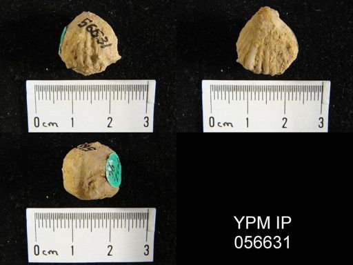 Uncinulus sp.