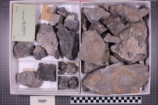 mixed taxa, stratigraphic collection